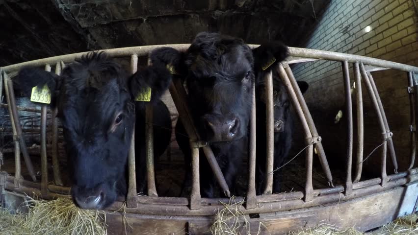 Inside Barn Walking Towards Three Stockvideos Filmmaterial
