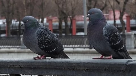 Клип голубей. Pigeon клип с голубями. Клип с голубями зарубежный. Горшок голуби клип.