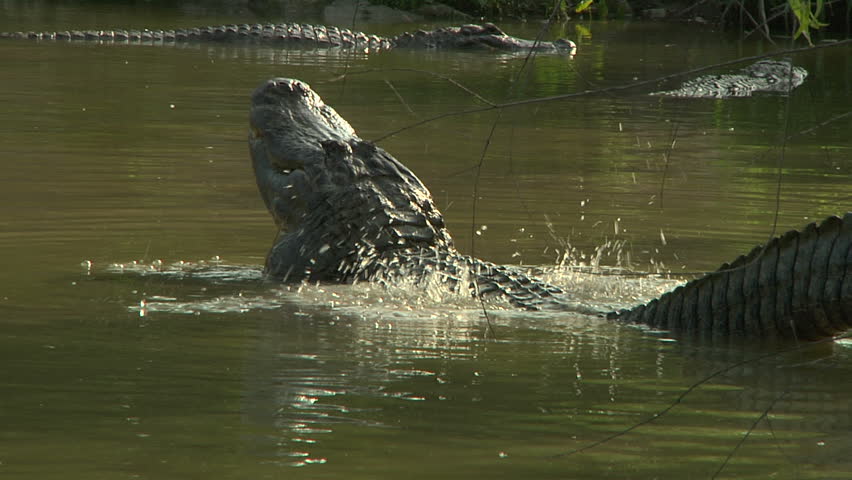 Stock Video Clip of Alligator Mating Call | Shutterstock