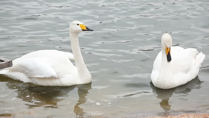 White Swans At Fraclal Water White Swan Swims On Water Stock Footage 100