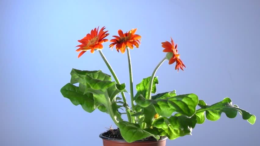 Header of Withers