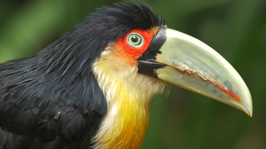 Exotic Green-billed Toucan Bird in Stock Footage Video (100% Royalty ...