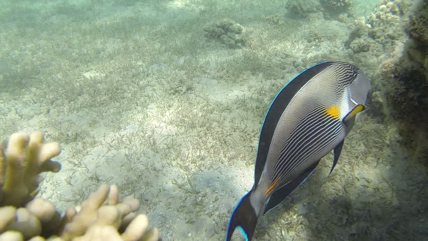 Header of acanthuridae