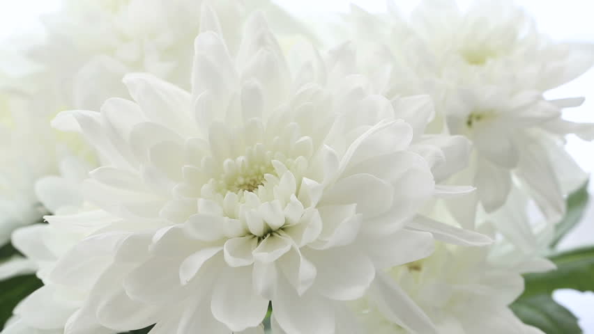 Beautiful Bouquet White Chrysanthemums On Stock Footage Video 100 Beautiful Bouquet White Chrysanthemums On Background Frame Size Varies