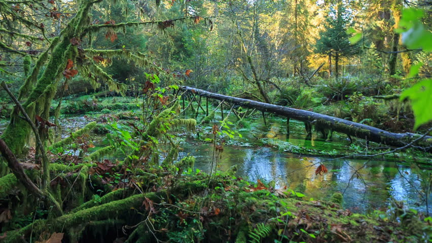 Hoh Rainforest, Olympic National Park, Stock Footage Video (100%