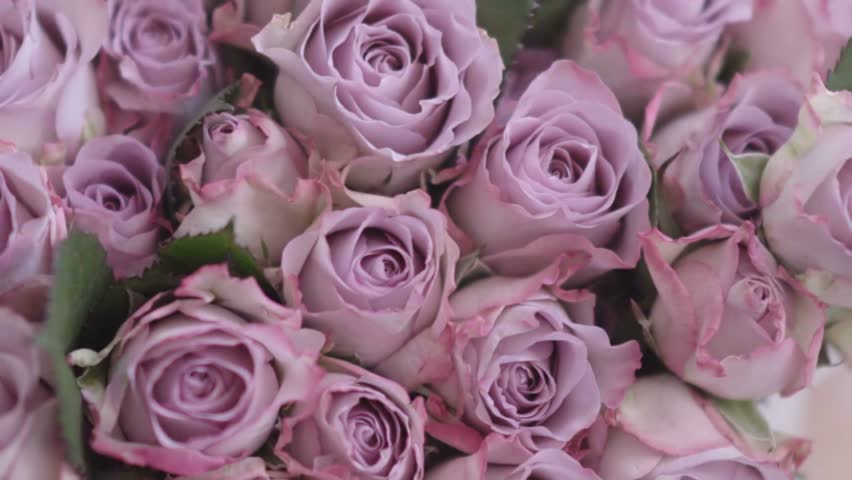 Gorgeous Pink Flowers Stock Footage Video 100 Royalty Free Gorgeous Pink Flowers Stock Footage Video 100 Royalty Free 15277396 Shutterstock