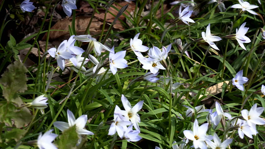 Header of starflower