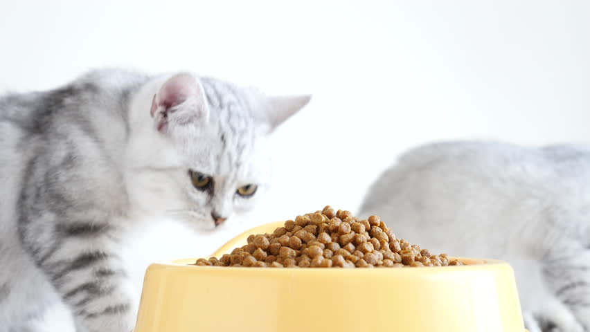 Видео корм. Котёнок ест корм белого цвета. Cat eating Corn. Как научить котёнка кушать сухой корм. Cat Dry after Bath.