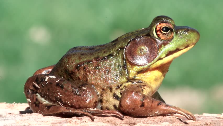 do frogs hibernate at bottom of pond