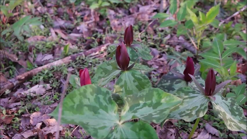Header of purple trillium