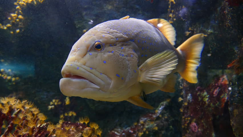 Header of grouper