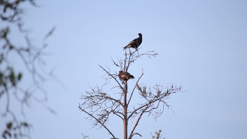 Header of blackcock