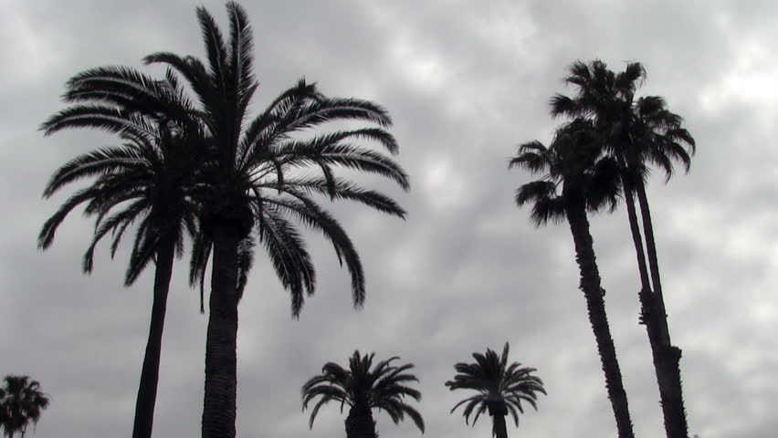 Palm Trees With Fronds Moving Stock Footage Video 100 Royalty Free Browse Video Categories