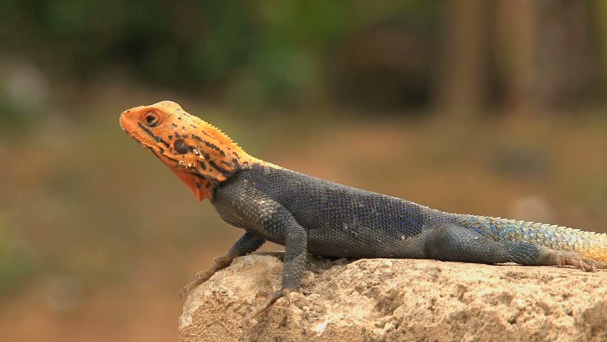Lizards With Orange Heads | New Invasive Lizard Species Discovered In ...