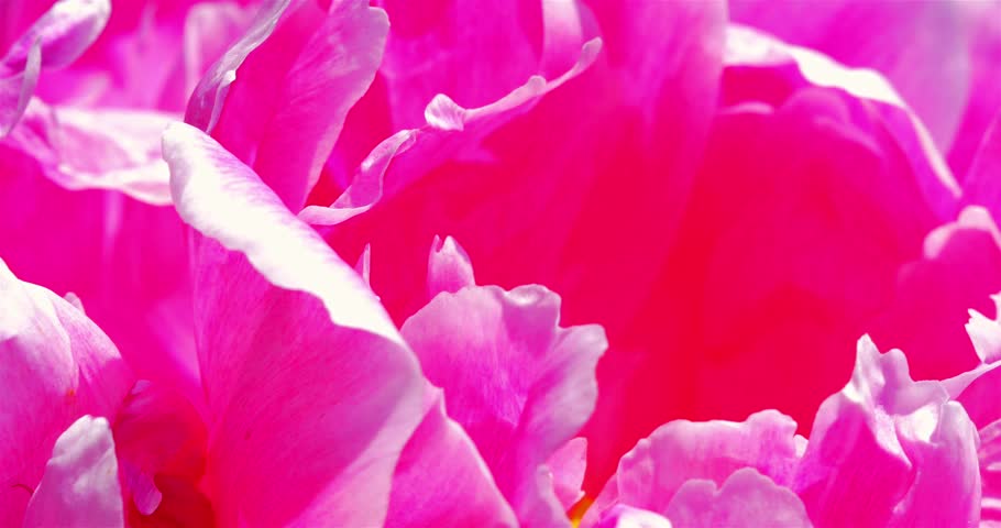 Header of Paeonia