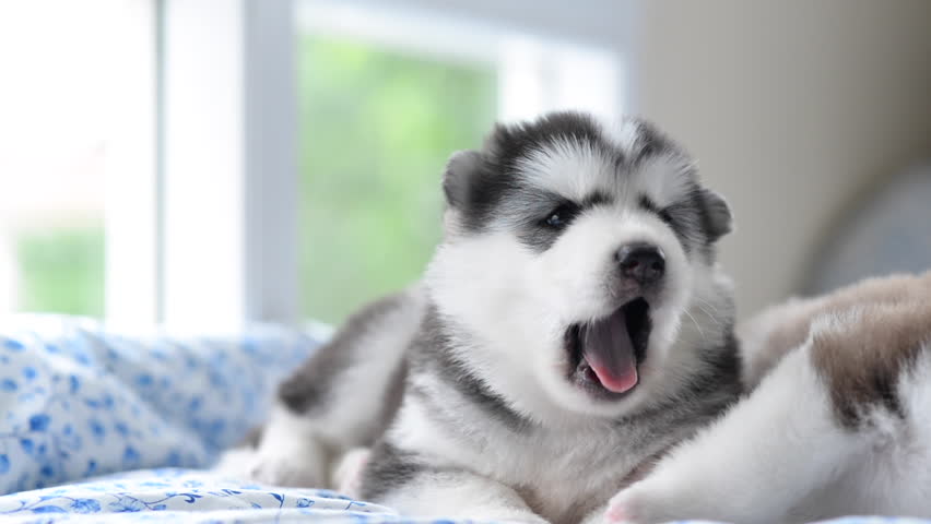 Image result for cute siberian husky puppy