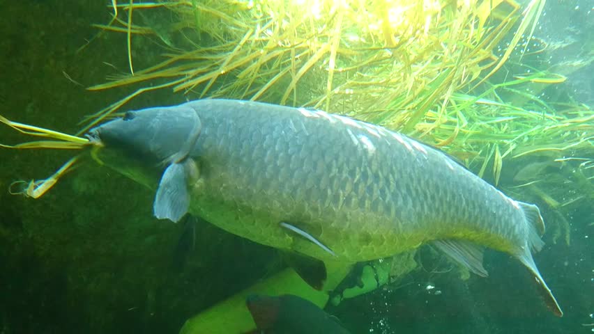 big-carp-eating-grass-underwater-stockbeeldmateriaal-en-video-s-100