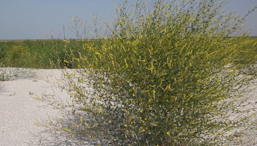 Header of melilot