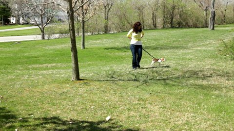 Backyard Dog Poop Stock Video Footage 4k And Hd Video Clips