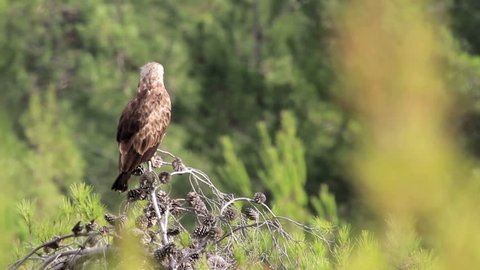 Short toed eagle standing on a branch
Beautiful shot of Short toed eagle standing on a branch