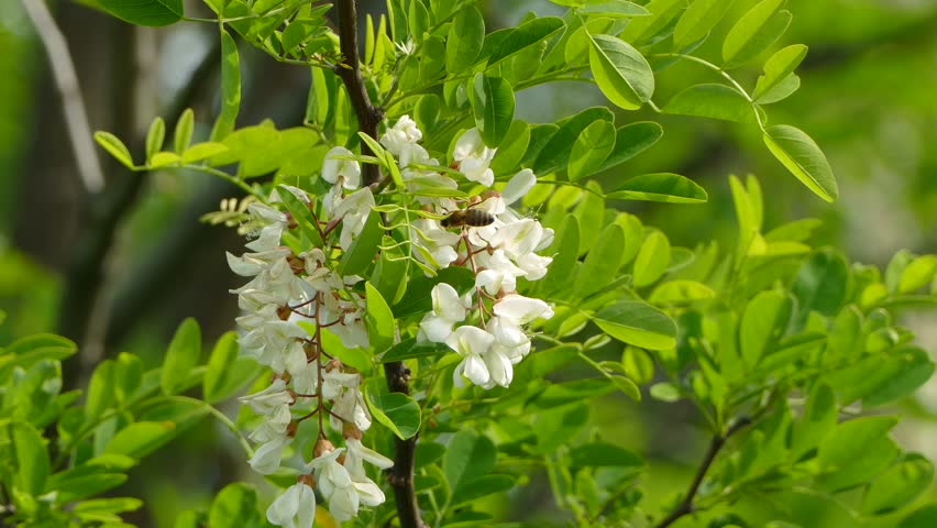 Белая Акация пчелы