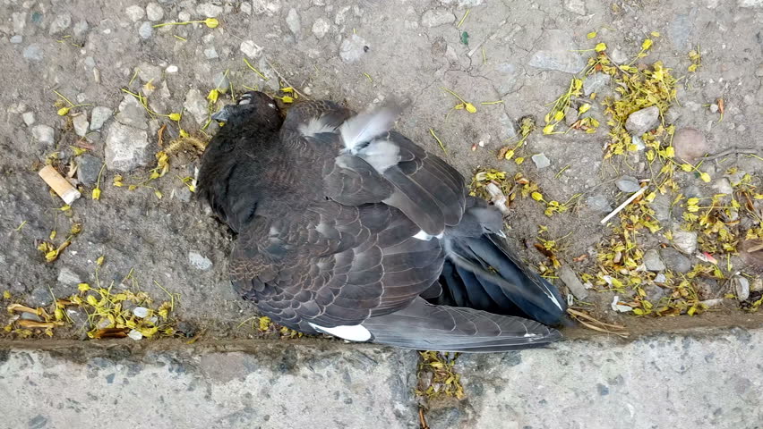 Dead Pigeon On the Ground Stock Footage Video (100% Royalty-free ...