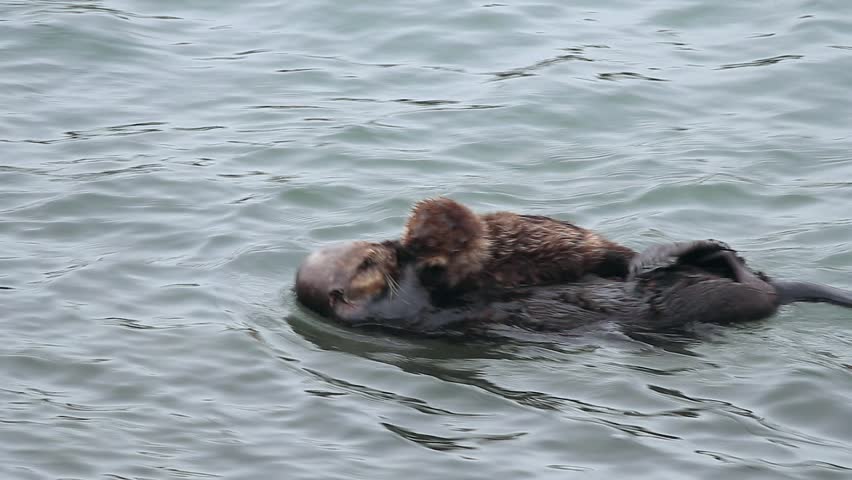 Free Sea Otter Stock Video Footage 261 Free Downloads