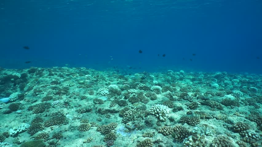 Features Of The Ocean Floor Lessons Tes Teach