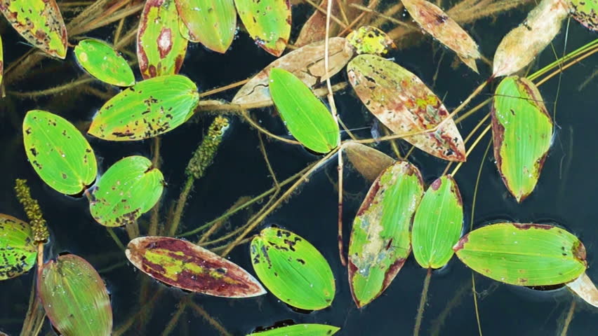 Header of pondweed