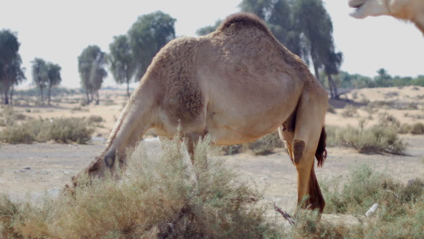 Header of dromedary