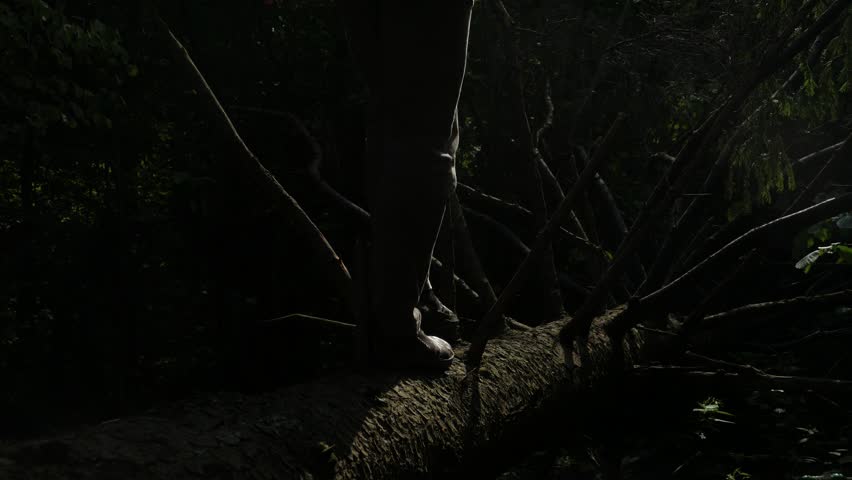 POV Shot Walking/running Through Dark Spooky Forest At Night. Escaping ...