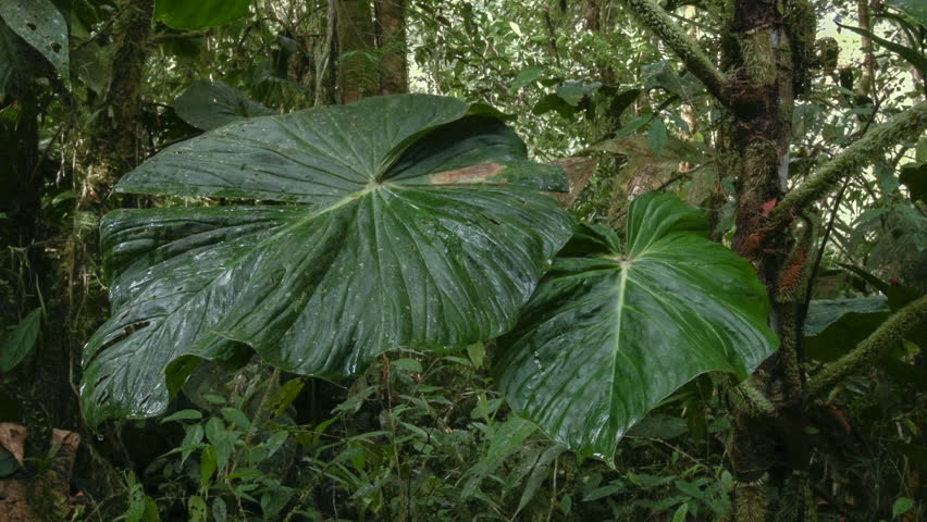 Tropical Vine with Large Leaves Stock Footage Video (100% Royalty-free