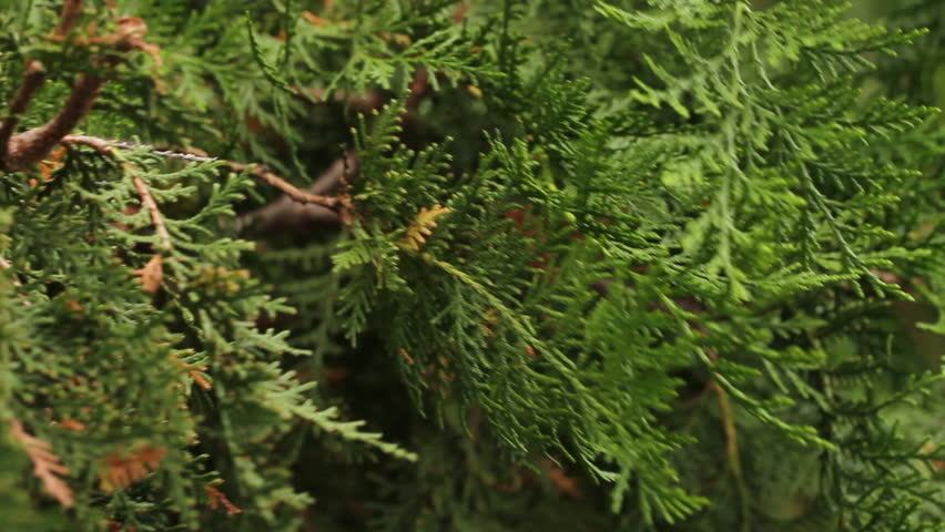 Header of arborvitae