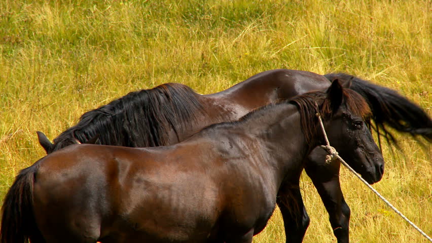 Cattle, Young Bull Mount Cow Mating Stock Footage Video 1868917