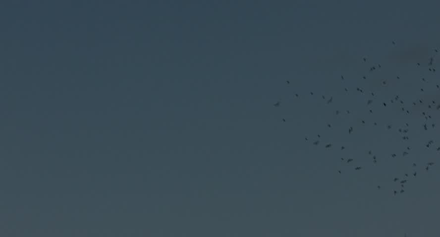 Header of lar