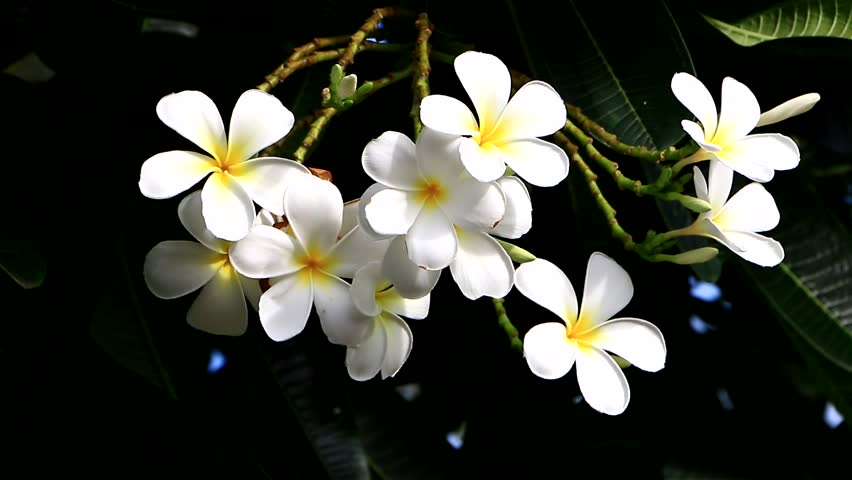 Header of winnow