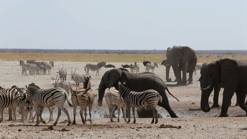 Herd Of Zebras Drinking Water At Waterhole In Etosha National Park ...