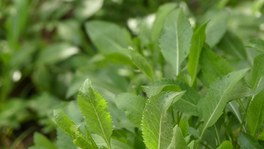 Header of Cephalaria