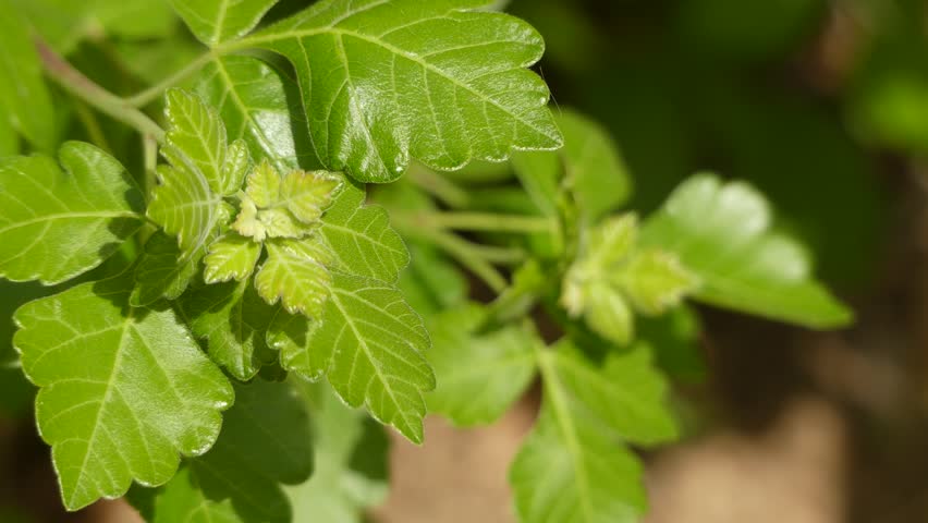 Header of wormseed