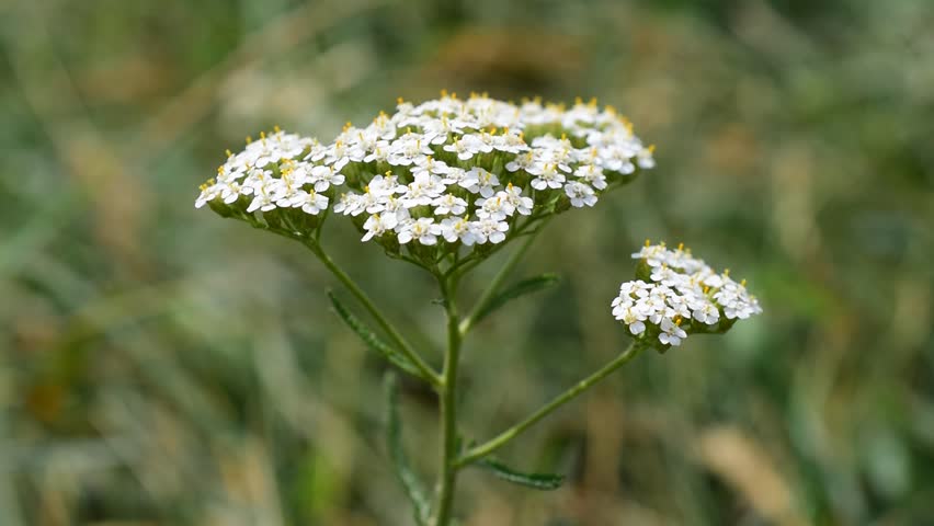 Homeopathic Medicine Stock Footage Video Shutterstock