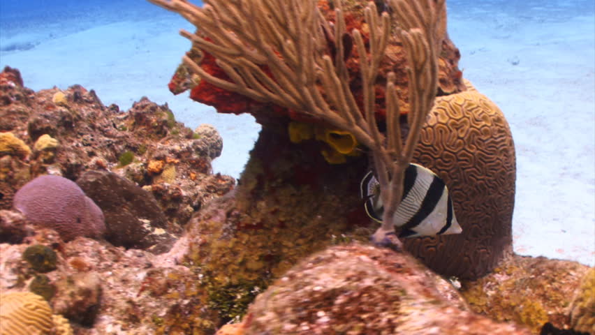 an analysis of the biomonitoring of coral reef health using butterflyfishes Coral reef fish are fish which live the primary food source of butterflyfishes are the coral polyps themselves or the ^ analysis of the influence of. an analysis of the biomonitoring of coral reef health using butterflyfishes Coral reef fish are fish which live the primary food source of butterflyfishes are the coral polyps themselves or the ^ analysis of the influence of.
