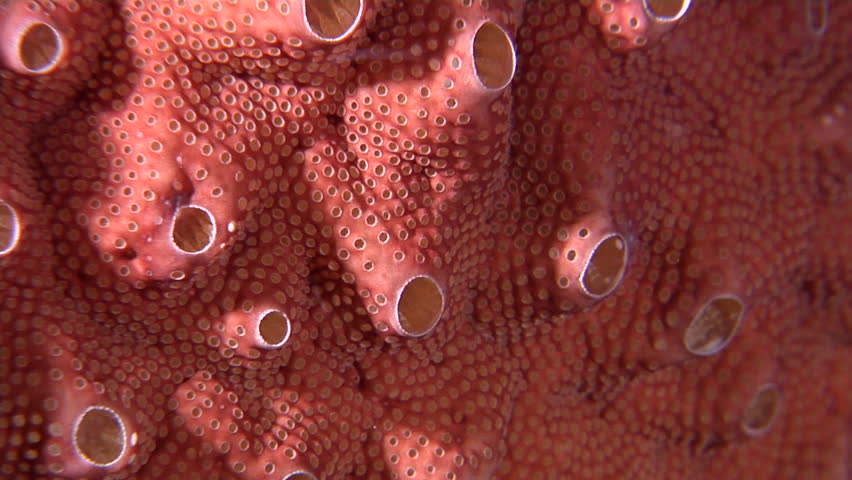 Header of ascidian