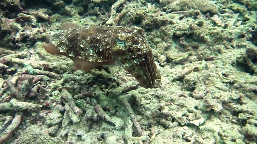 Header of cuttle