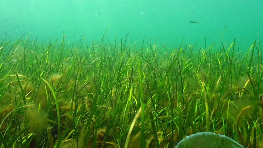 Seagrass In Slow Motion Stock Footage Video 9418043 | Shutterstock