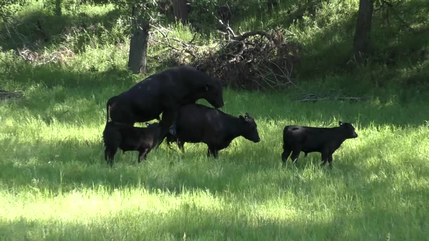 Cattle Male Female Bull Cow Stock Footage Video 100