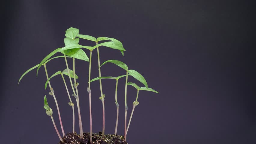 Header of phototropism