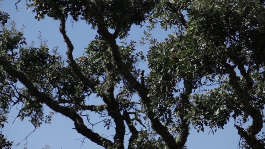 Header of gnarled