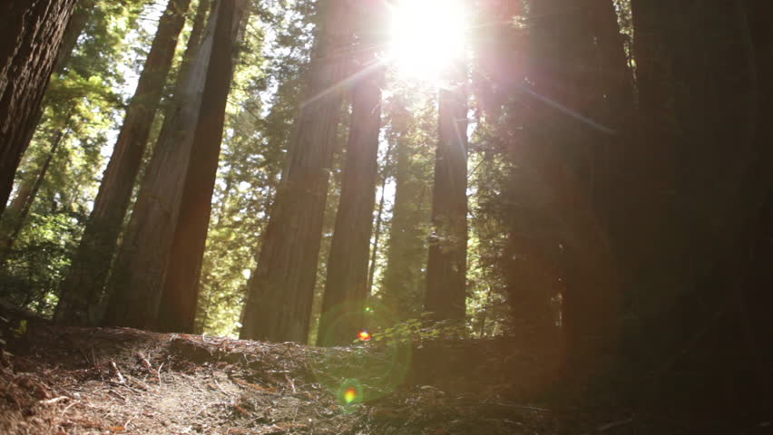 Sun breaking through pine trees