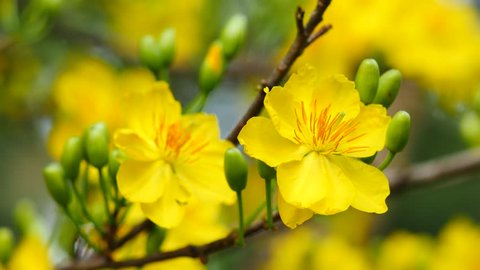 Bức ảnh này sẽ đưa bạn đến những cánh mai vàng tuyệt đẹp - một biểu tượng không thể thiếu của Tết Nguyên Đán. Những bông hoa thơm ngát và rực rỡ sẽ đem lại niềm vui và sự bình an cho gia đình và bạn bè của bạn.