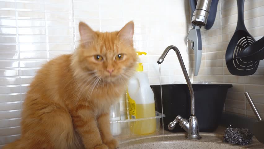 Ginger Cat Drinking Water From Faucet
